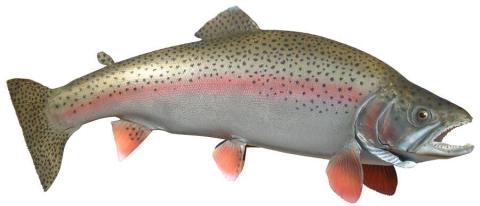 a8-laska-rainbow-trout1